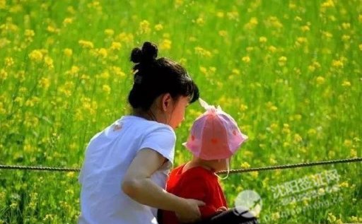 2017沈阳北陵公园还有油菜花海 免费开放成为休闲度假好去处